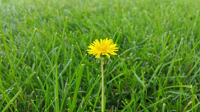 Free Dandelion Grass photo and picture