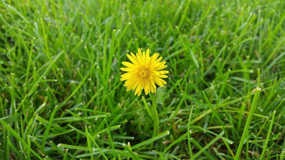 dandelion-855753_960_720.jpg