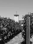 vineyard, building, wine