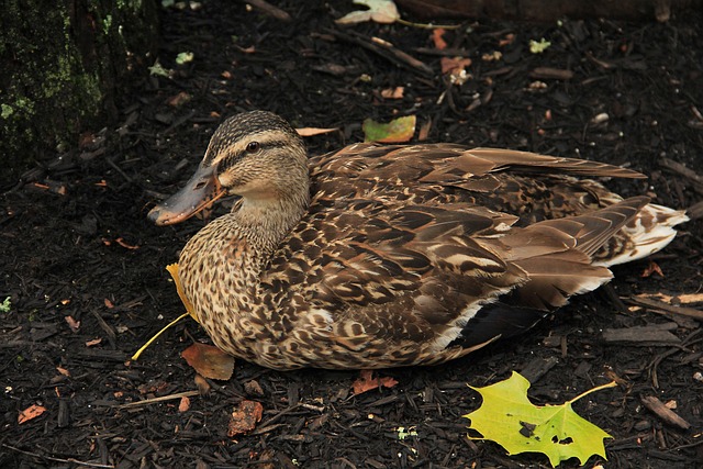 Free Duck Brown photo and picture