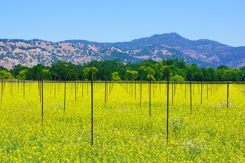 Napa Valley Wine Free photo on Pixabay