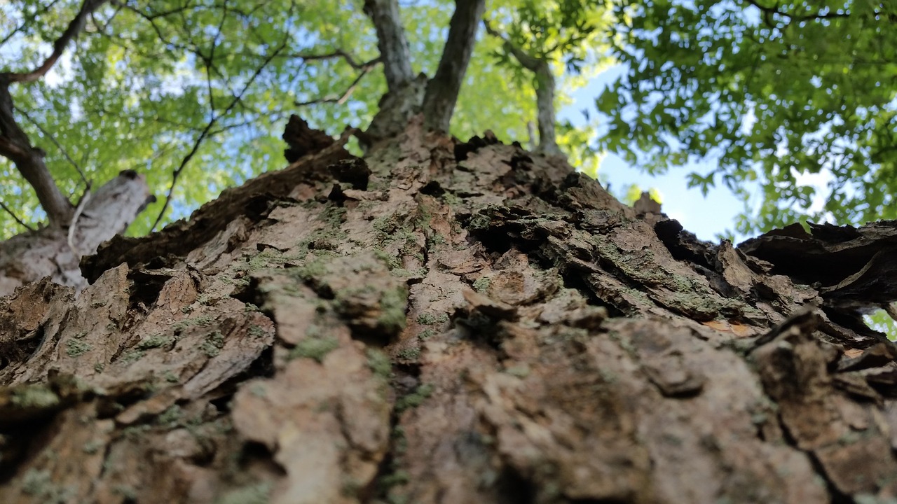 Free Tree Looking Up photo and picture
