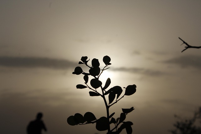 Free Black Sun photo and picture