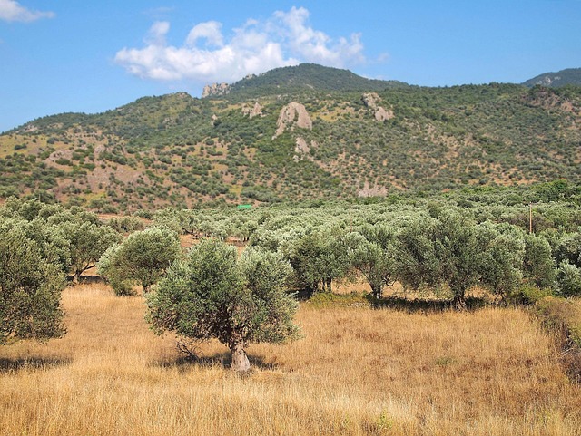 Free View Olive Trees photo and picture
