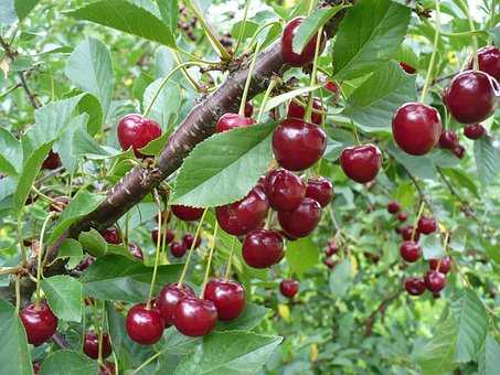 Free Cherry Red photo and picture
