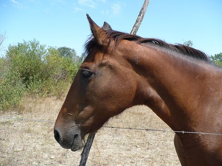 Free Horse Provence photo and picture