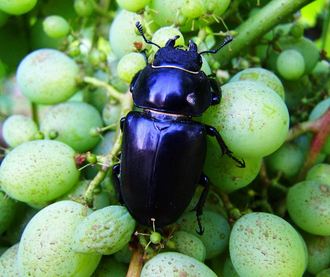 Hirschk fer Weiblich Kostenloses Foto Auf Pixabay