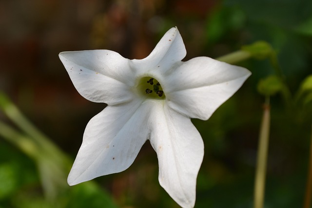 Free Flower Nature photo and picture