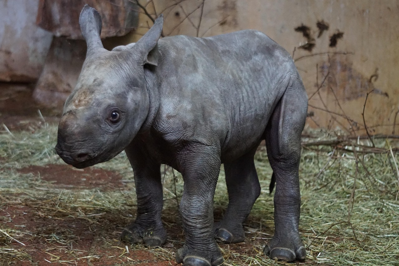 20,000+ Free Black Rhino & Rhino Images - Pixabay
