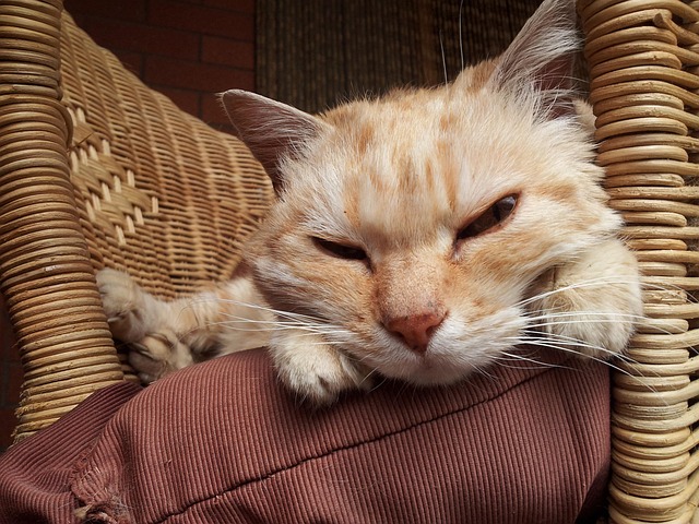 Free Red Cat Cat photo and picture