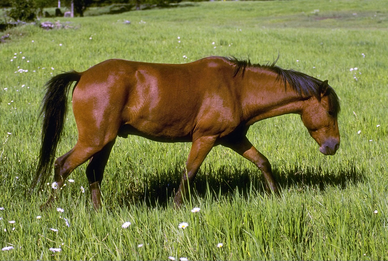 Cavalo Animais Domésticos Fazenda - Foto gratuita no Pixabay - Pixabay