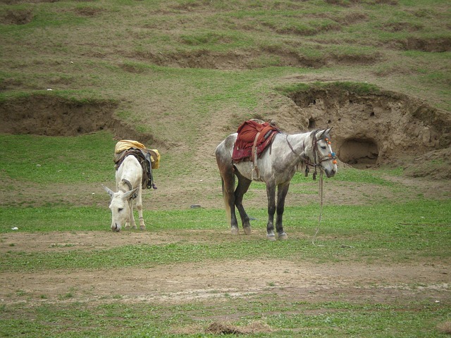 Free Horses Hills photo and picture