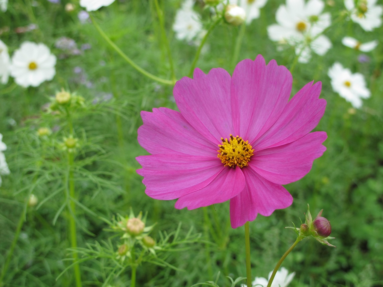 台湾 花 自然 - Pixabay上的免费照片 - Pixabay