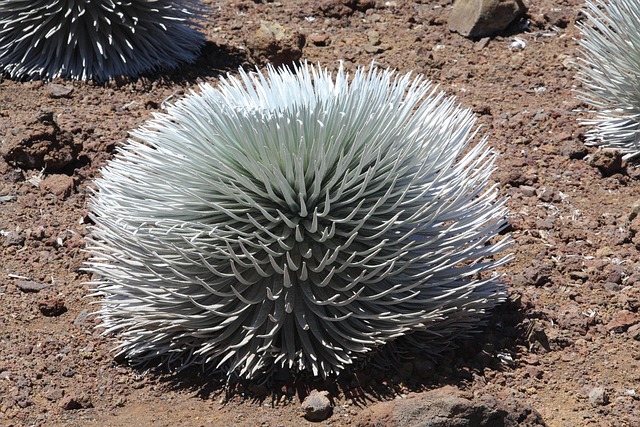 50+ Free Haleakala & Hawaii Photos - Pixabay