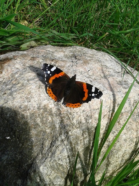 Free Butterfly Insect photo and picture