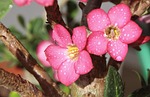 flower, rosa, desert