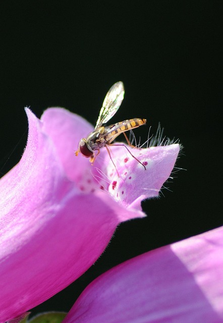 Insect Blossom Bloom - Free photo on Pixabay - Pixabay