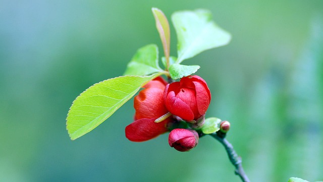 Free Berry Plant photo and picture
