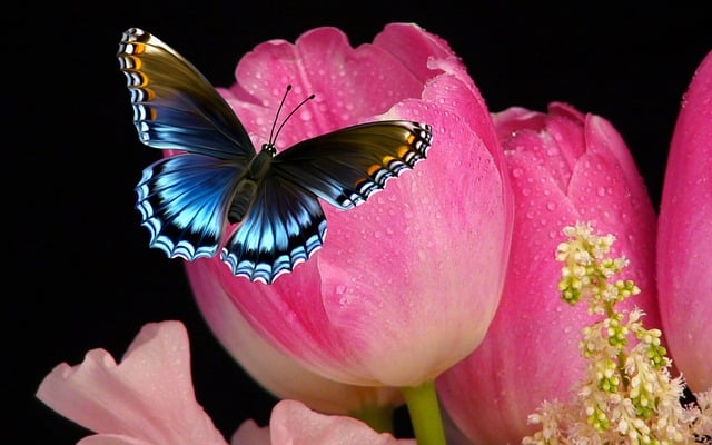 Download free HD stock image of Tulip Flower Free tulip flower butterfly illustration