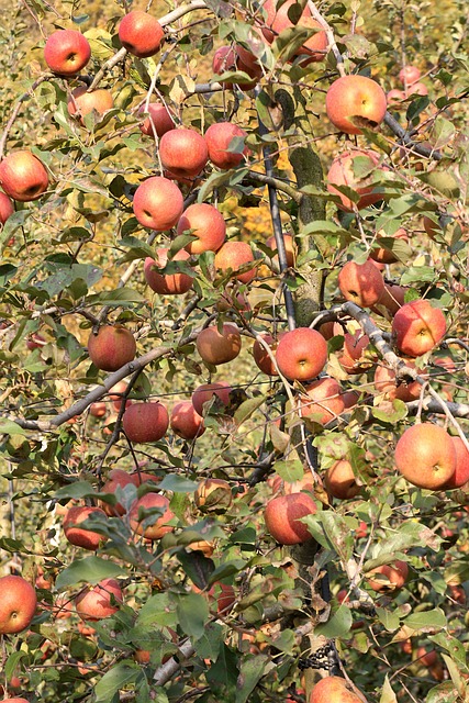 Free Apple Tree Orchard photo and picture