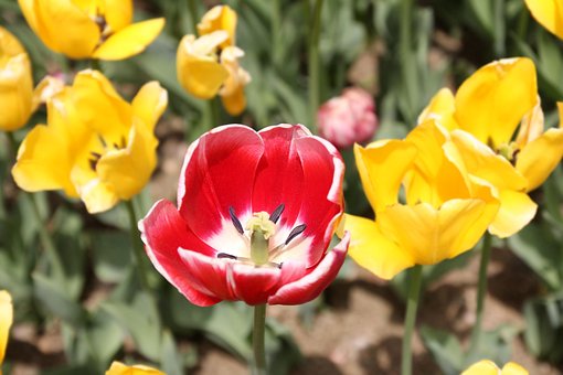 Free Tulip Flower photo and picture