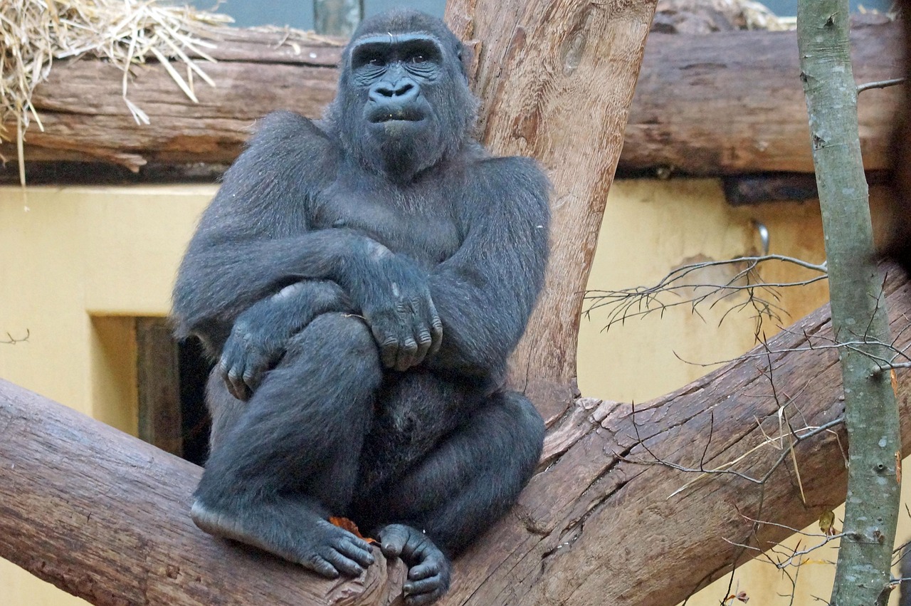 Gorilla - free online jigsaw puzzle photo