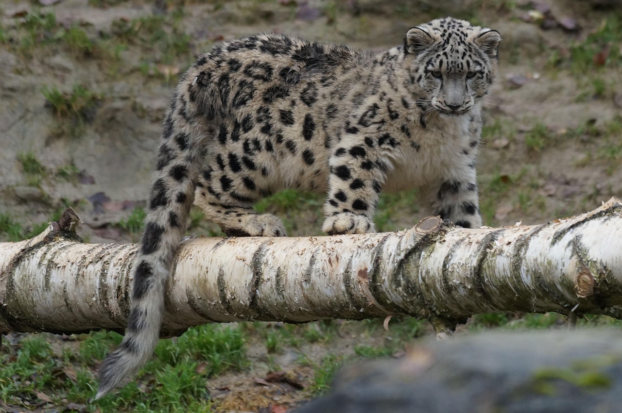 100000 Gratis Bilder Av Children Playing On Snow Og Snow Leopard Pixabay 100000 Gratis Bilder Av Children Playing On Snow Og Snow Leopard Pixabay