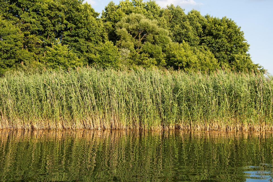 Reed Lake Water 路 Free Photo On Pixabay reed lake water bank nature mirroring landscape - Reed Lake Water 路 Free Photo On Pixabay