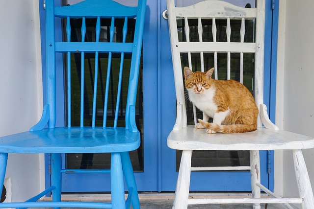 Free Cat Animal photo and picture