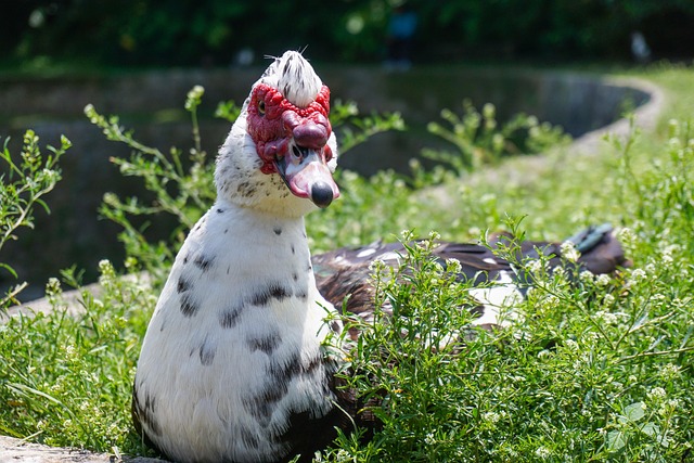 Free Duck Park photo and picture