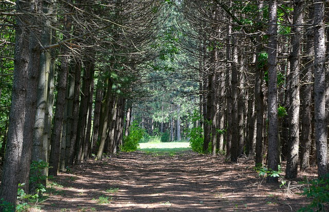 Free Tree Lined Road Dirt Road photo and picture