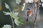 lanius collurio, bird, small