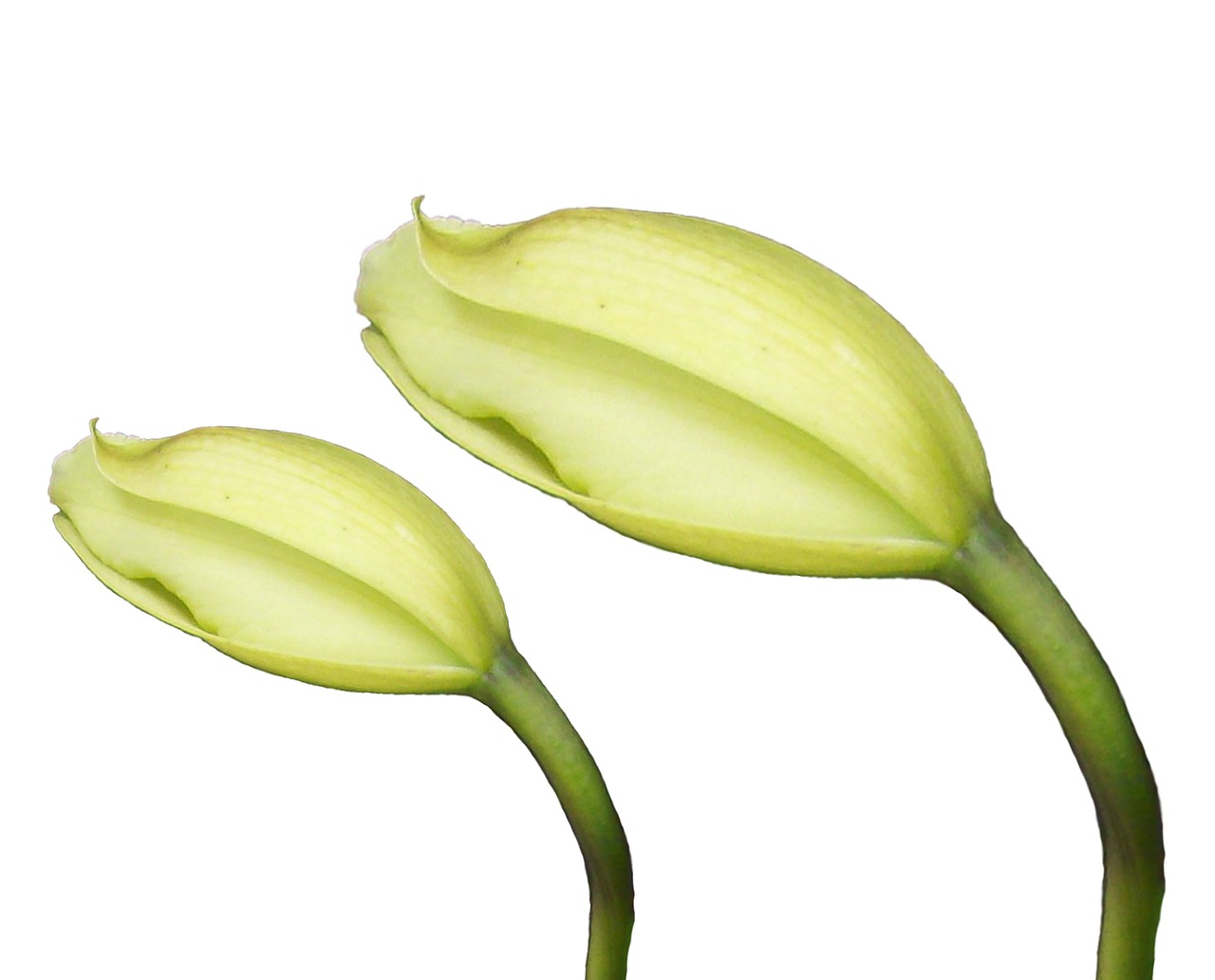 Download free HD stock image of Flowers Button Free Flowers Button photo and picture