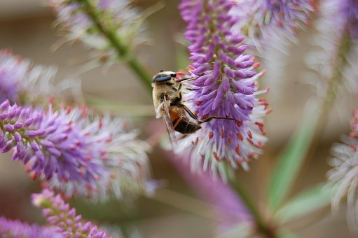 Free Bee Bumblebee photo and picture