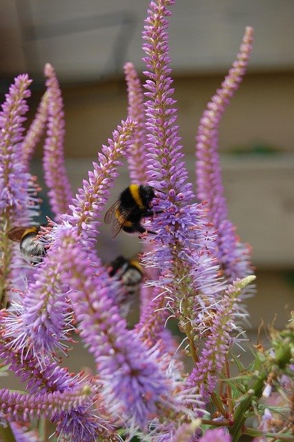 Free Bee Bumblebee photo and picture