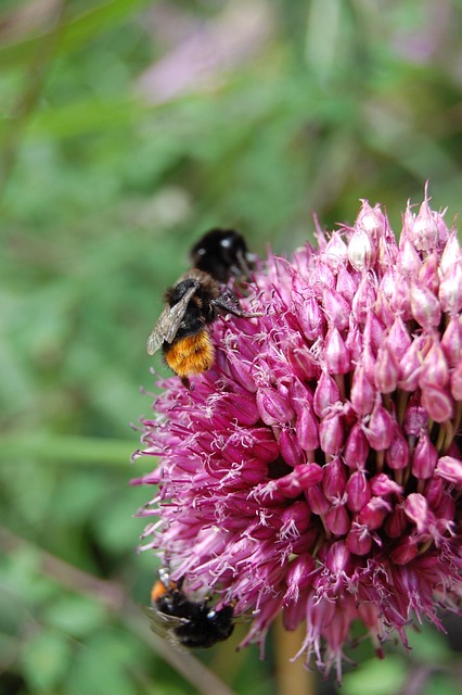 Free Bee Bumblebee photo and picture