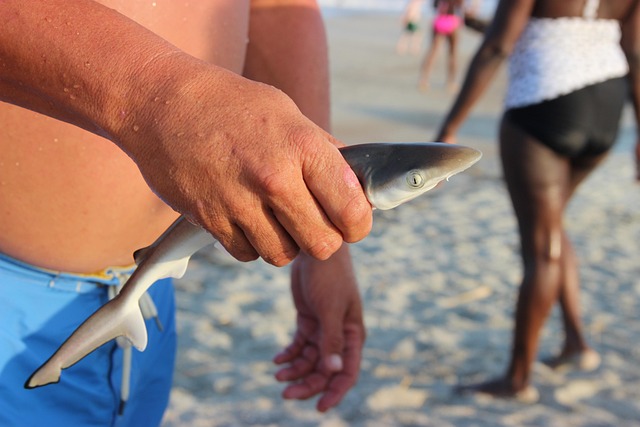 Free Shark Fishing photo and picture