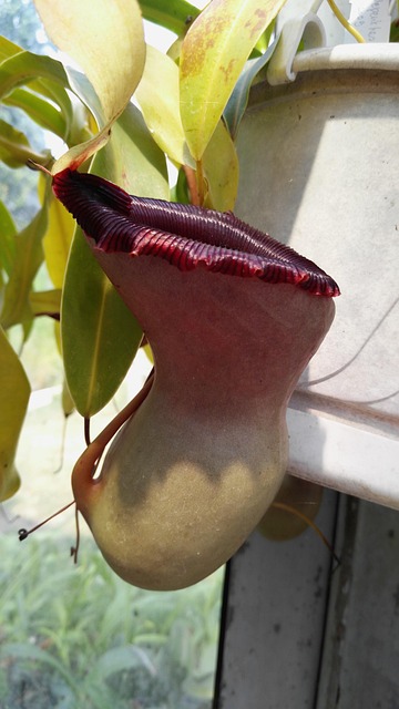 Free Nepenthes Jardin Des Plantes photo and picture