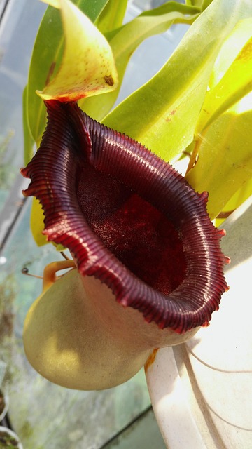 Free Nepenthes Jardin Des Plantes photo and picture