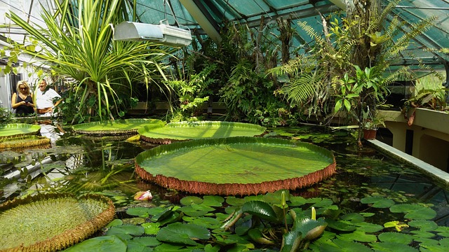Free Flower Giant Water Lily photo and picture