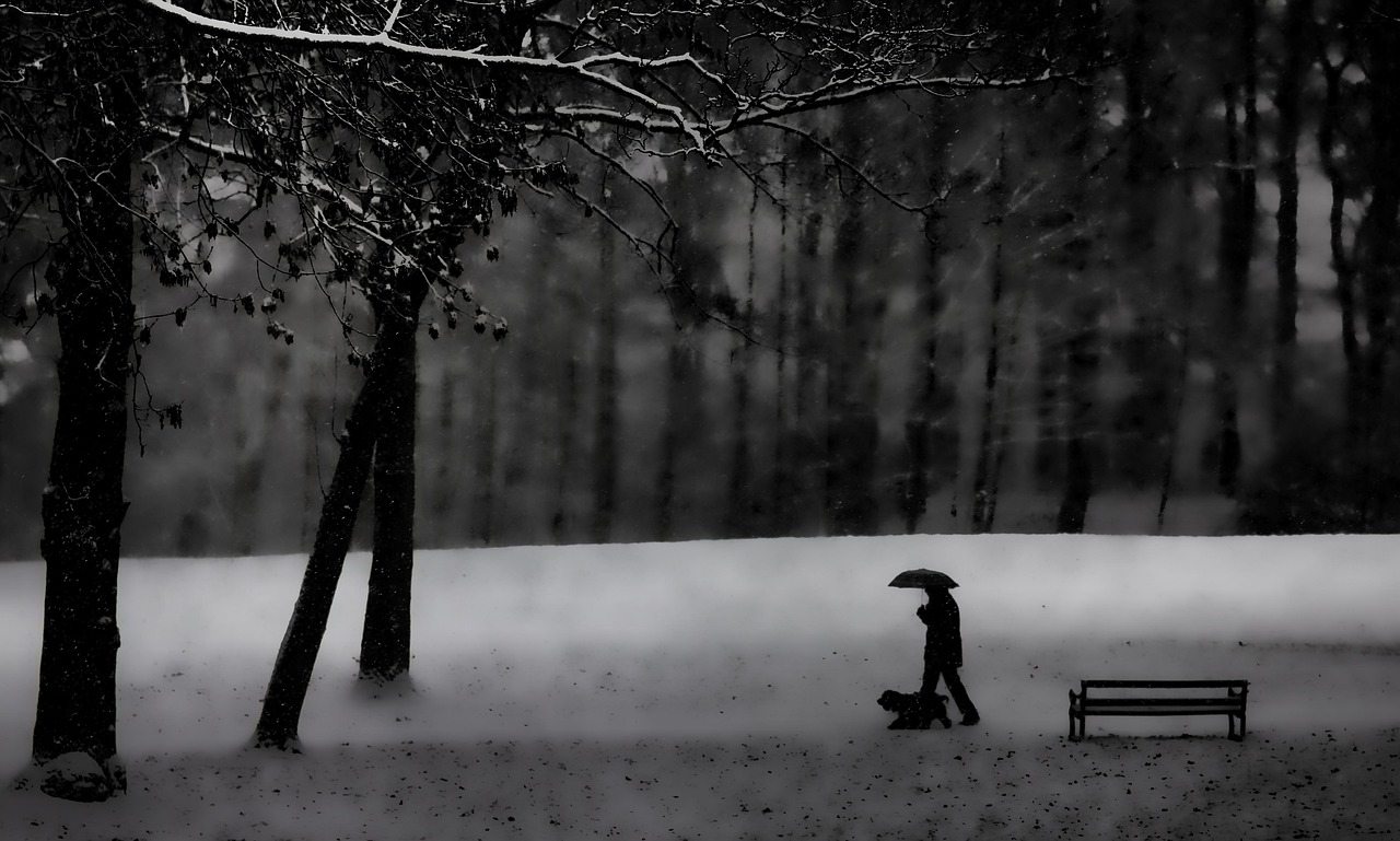 Silhouette Winter Black - Free photo on Pixabay - Pixabay