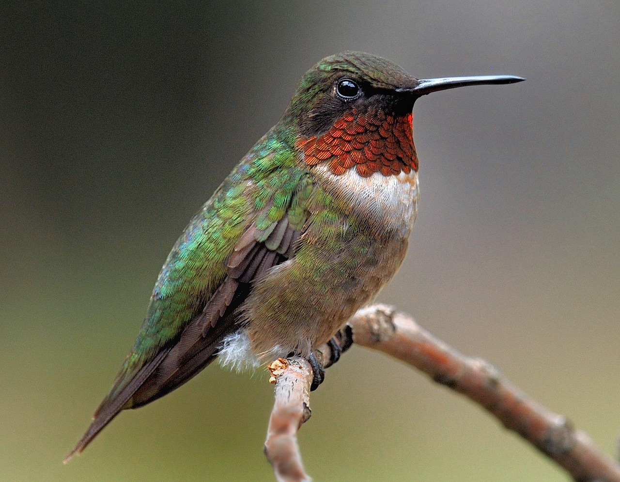 Bird Humming Free Photo On Pixabay