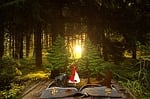 fairy tales, rotkäppchen, forest