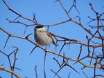 black-capped chickadee, small bird, branch