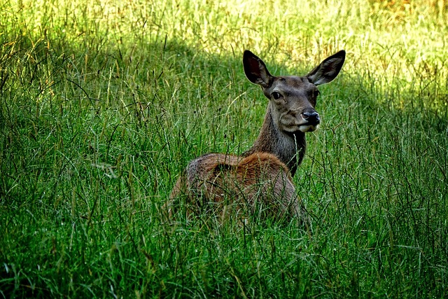 doe, red deer, wild, forest, forest animal, nature, animal, wildlife, pair of ungulates, meadow, grass, green, peaceful, wild animal, in the free, deer, happy, attentive, lying