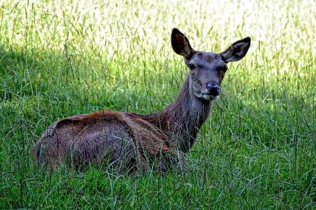 doe, red deer, wild, forest, forest animal, nature, animal, wildlife, wild animal, pair of ungulates, meadow, grass, green, peaceful, in the free, deer, happy, attentive, lying