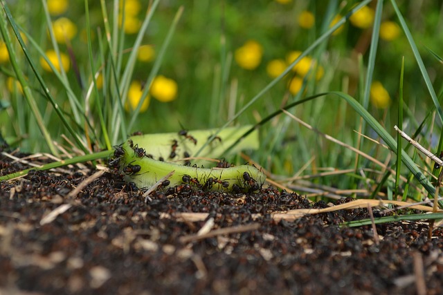 Free Ants Plants photo and picture