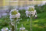 cocklebur, nature, herb