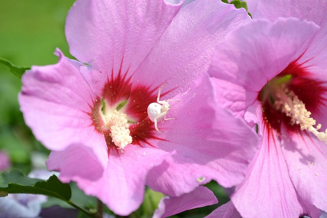Free Flower White Spider photo and picture
