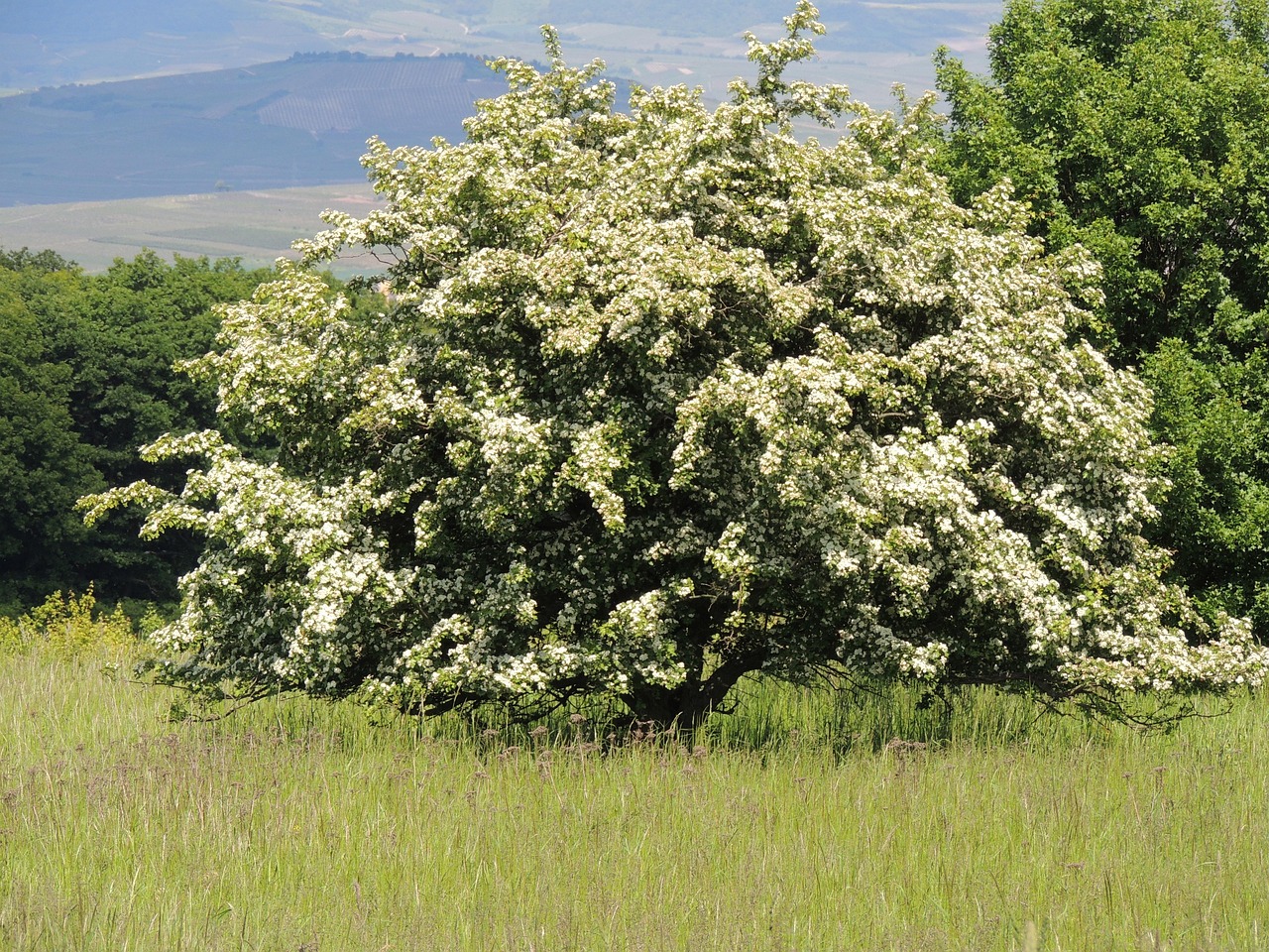Blooming Hawthorn Flourishing Tree Free Photo On Pixabay Pixabay